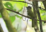 Mountain Bulbul